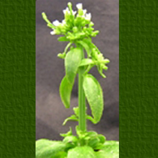 Arabidopsis Plant