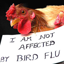 Bird Flu not Affecting India