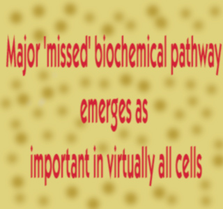 Missed Biochemical route