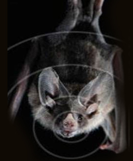 Bat using Echolocation