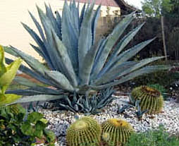 Blue Agave Fruite from which Tequila is made