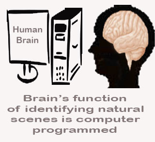 Brain, Computer