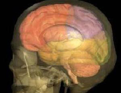 Image of the Brain