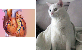 Cat, Human Heart