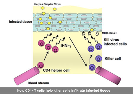 CD4+T Helper Cells