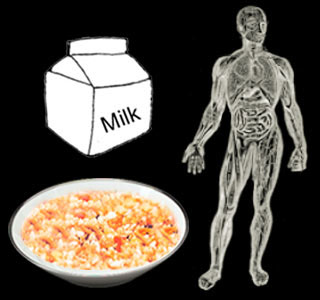 Cereal, Milk, Body Muscle