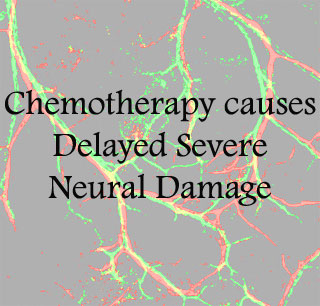 Chemotherapy causes Neural Damage