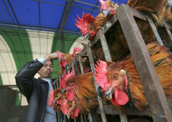 Bird Flu Outbreak in China
