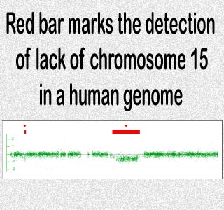 Chromosome 15