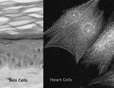 Heart Cells created from Skin
