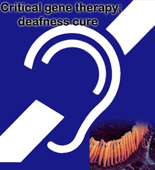 deafness-gene-therapy.jpg