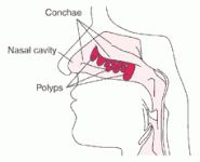 Nasal Cavity