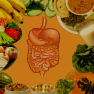 Digestive System, Foodstuffs
