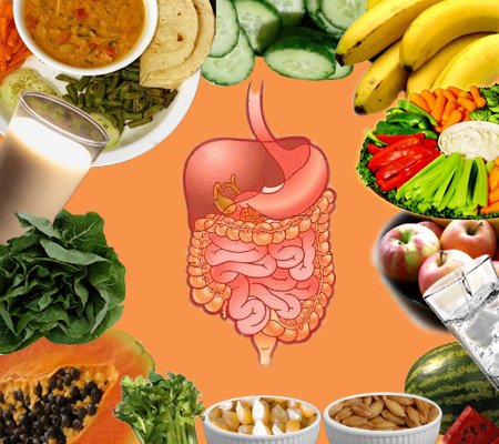 Digestive System and Healthy Foodstuffs