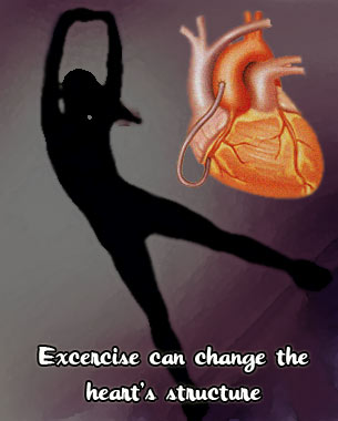 Exercise, heart