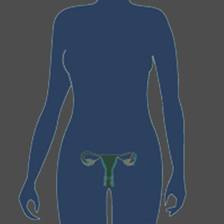 Female Cervix