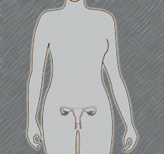 Female Ovary