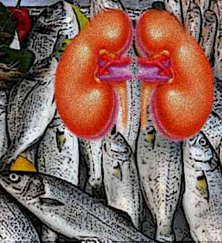 Fish Kidney