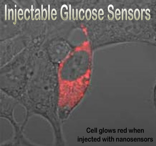 Glucose monitoring sensor molecule.