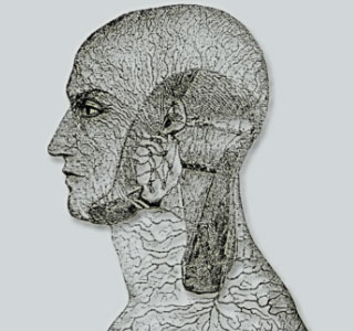 Man Head and Neck