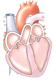 Diagram of the Human Heart