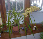 Houseplants may be the Source of Allergies