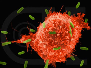 Immune System Cell