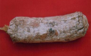 Decalepis hamiltonii