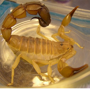 Giant Israeli Scorpion