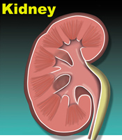 Kidney Image