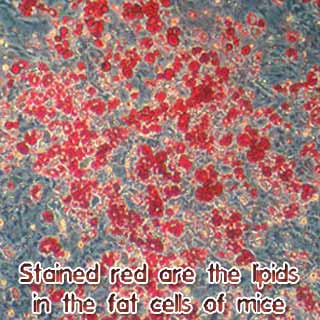 Lipids in the fat cells of mice