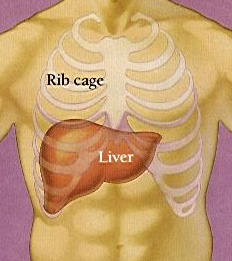 Human Liver Diagram