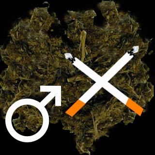 Marijuana smoking fatal for men