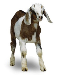 A Milk Goat