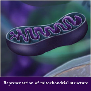 mitochondria structure and text