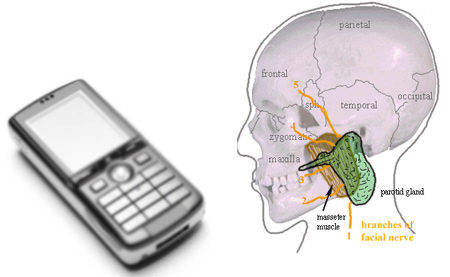 Mobile Phone and Salivary Glands