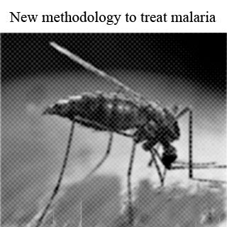 Malaria spreading mosquito