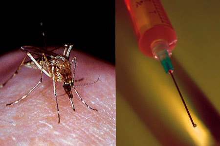 Needle, mosquito