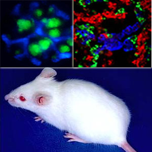 Lab Mouse, Kidney, Pancreas Stem Cell