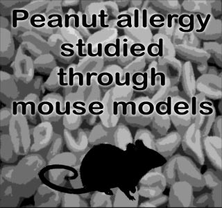 Peanut allergy study