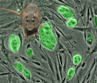 Mouse Stem Cells