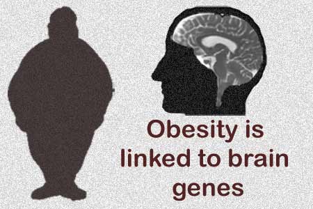 Obesity, Brain