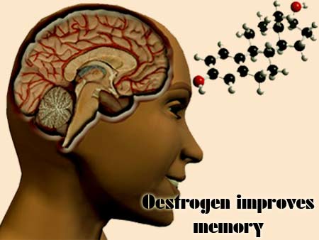 Oestrogen Memory
