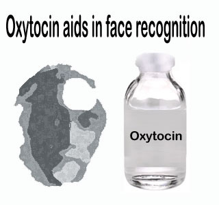 Oxytocin helps face recognition
