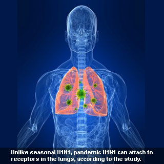 Pandemic H1N1 Influenza Virus
