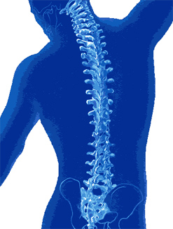 Human Spinal Cord