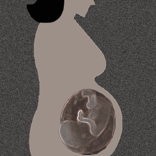 Pregnant Lady, Fetus Silhouette