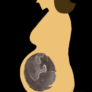 Pregnant Lady Fetus