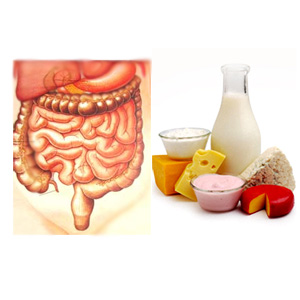 Human Gut and Probiotic Foods