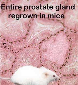 Prostate Gland, Mouse